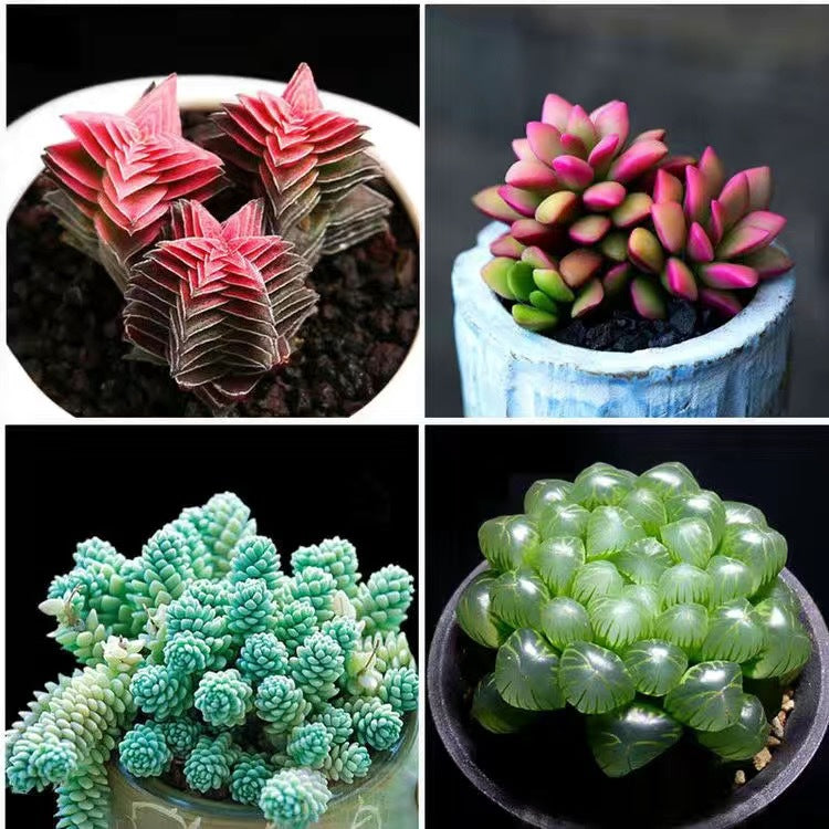 Cluster Succulent Plants in Pot