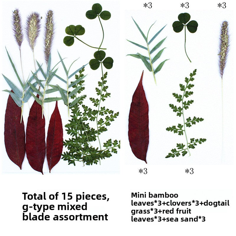 Dried Leaf Specimens for DIY Crafts