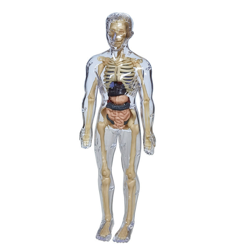 Educational Skeleton Model