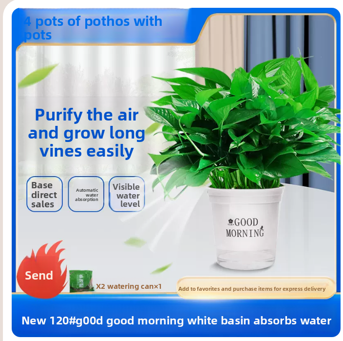 Hydroponic Lucky Bamboo Indoor Plant with Glass Vase