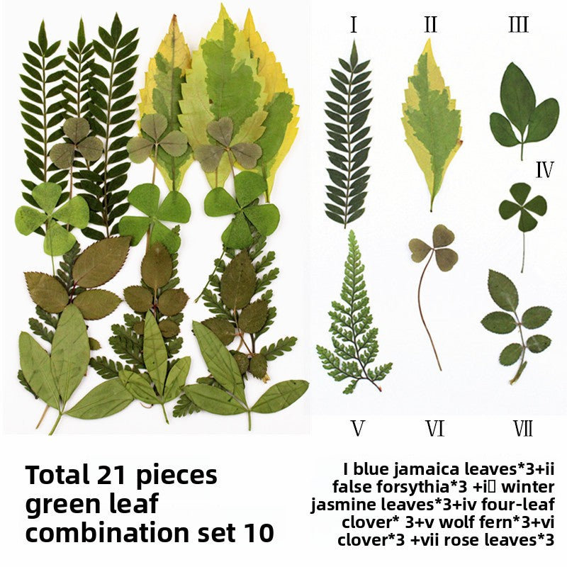 Natural Dried Leaves and Flowers for DIY Crafts