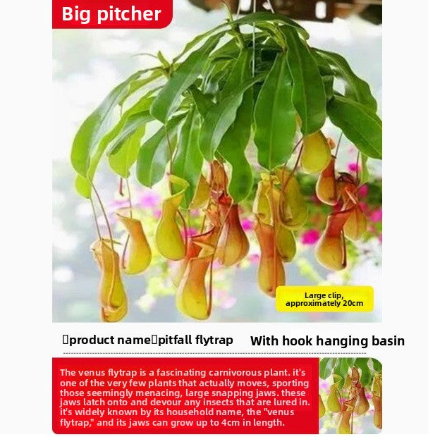 Venus flytrap potted plant