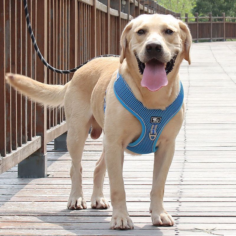 Adjustable Reflective Dog Harness and Leash Walking Fit Now