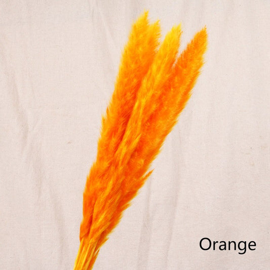 Buy First Reed Dried Flower Home Decoration Stylish Interior Art