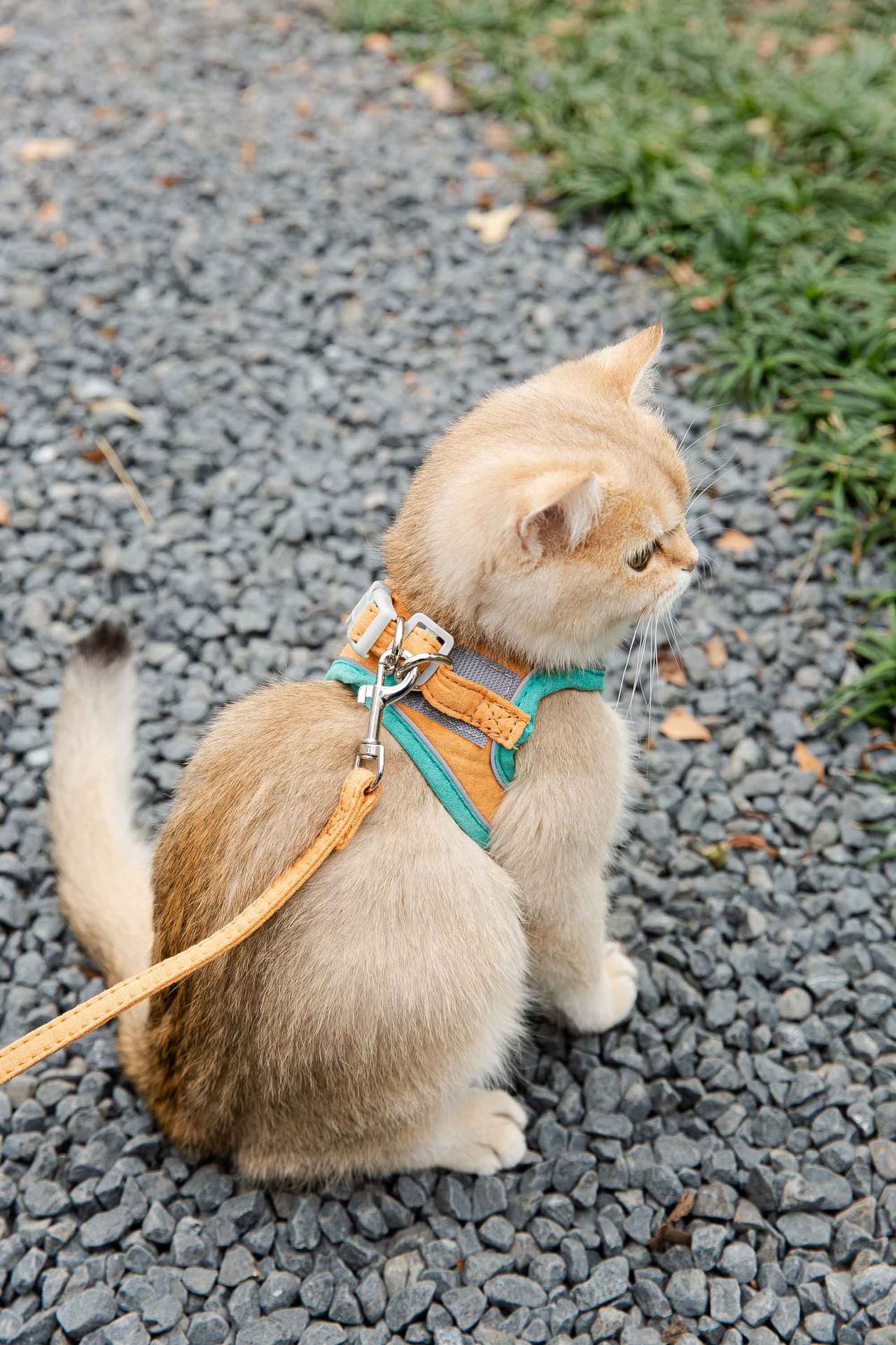 Cat Traction Rope Harness Vest-Style Anti-Stroke Resistance