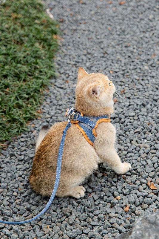 Cat Traction Rope Harness Vest-Style Anti-Stroke Resistance