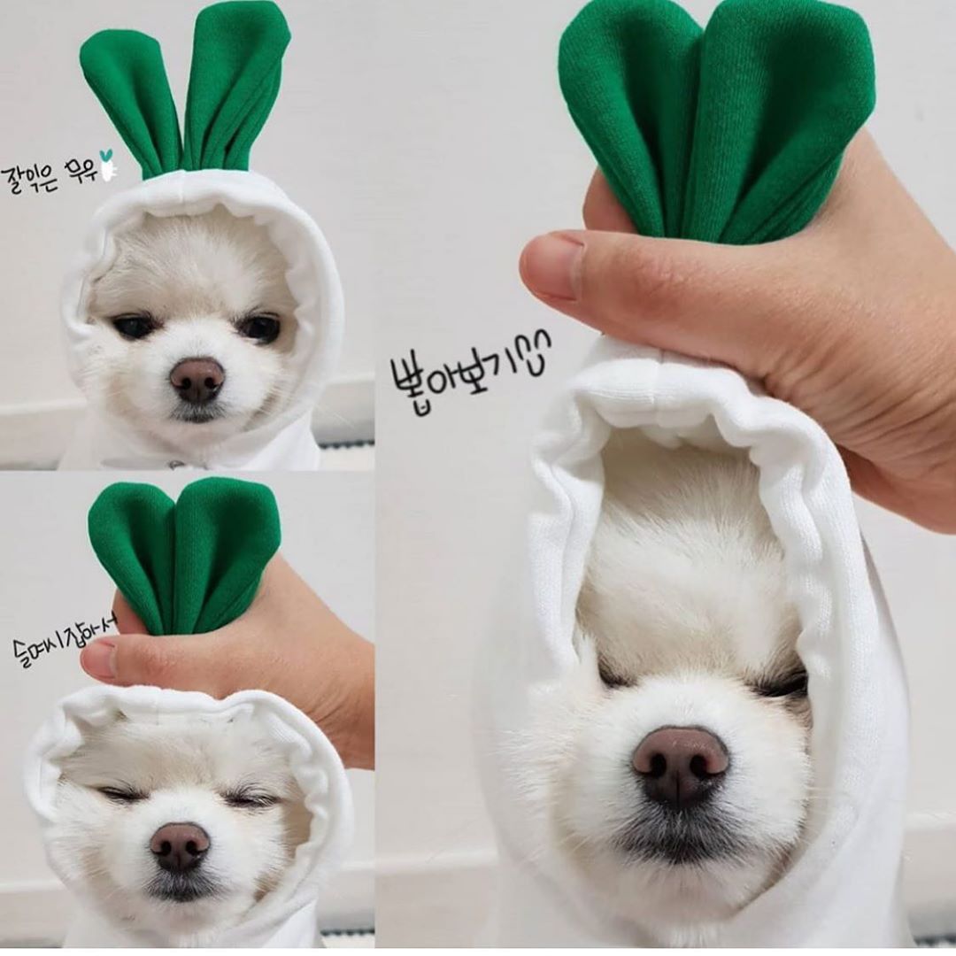 Buy Cute Fruit Dog Clothes for Small Dogs | Warm Fleece Hoodie