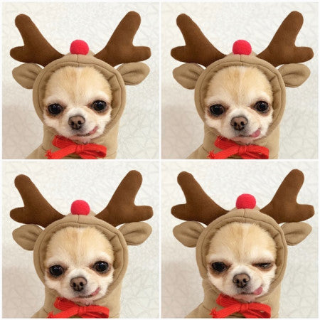 Buy Cute Fruit Dog Clothes for Small Dogs | Warm Fleece Hoodie