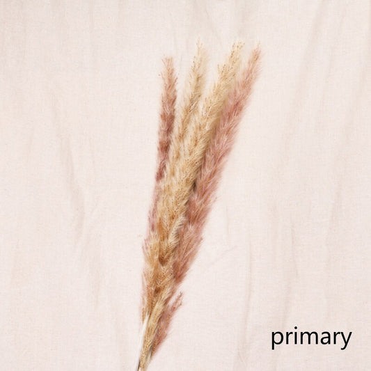 Buy First Reed Dried Flower Home Decoration Stylish Interior Art