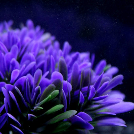 Buy Fish Tank Landscaping Aquarium Accessories for Stunning Decor