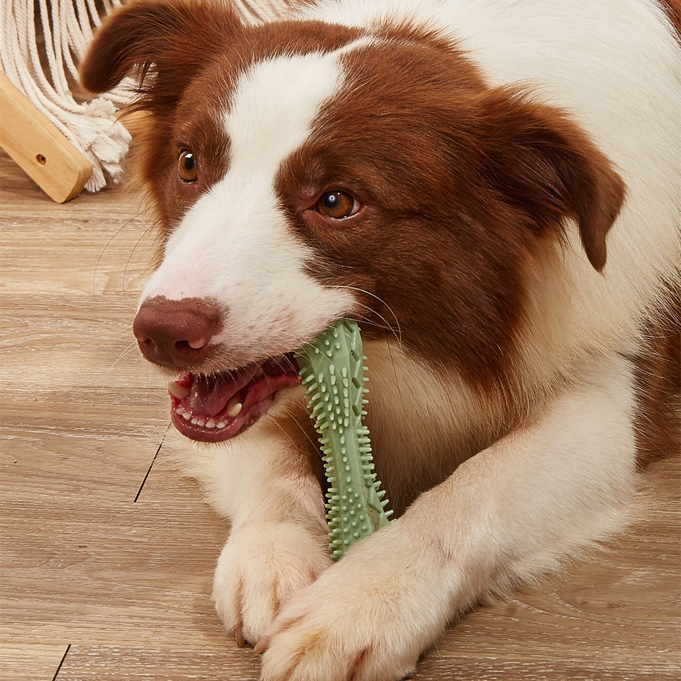 Buy Durable Dog Chew Toys for Teeth Cleaning and Oral Health globalswanky 01