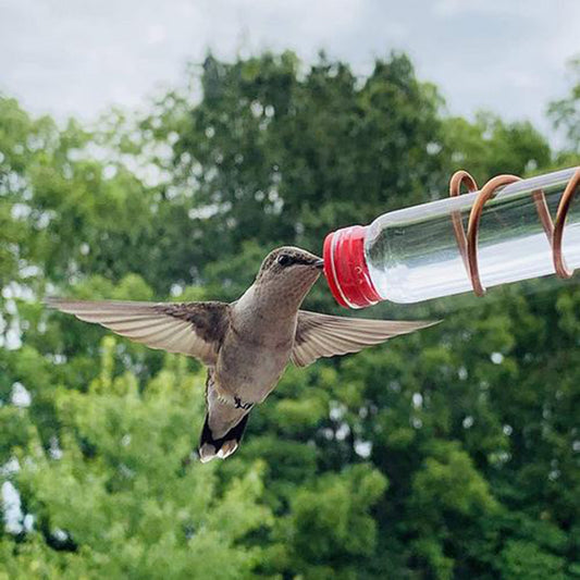 Buy Hummingbird Feeder Suction Cup Easy Clean Garden Bird Decor globalswanky 02
