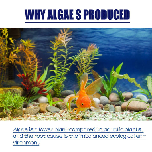 Buy Igbondigal Lichen Aquarium Algae Remover Cleaning Supply globalswanky 03
