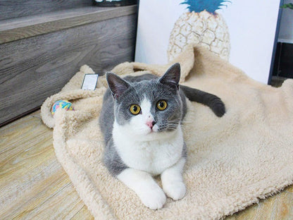 Buy Plush Pet Blanket Dog Mat Cat Mat Soft Comfortable Pet Mat global swanky 2