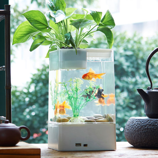 Desktop acrylic transparent fish tank Global swanky 2