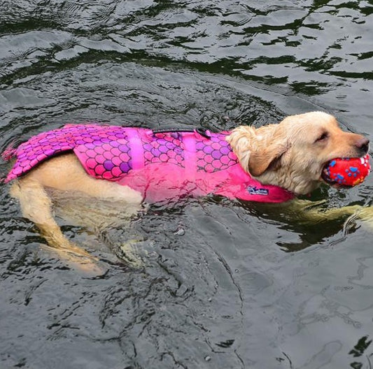 Dog swimwear pet rescue kits transform pet life jackets Global swanky 2