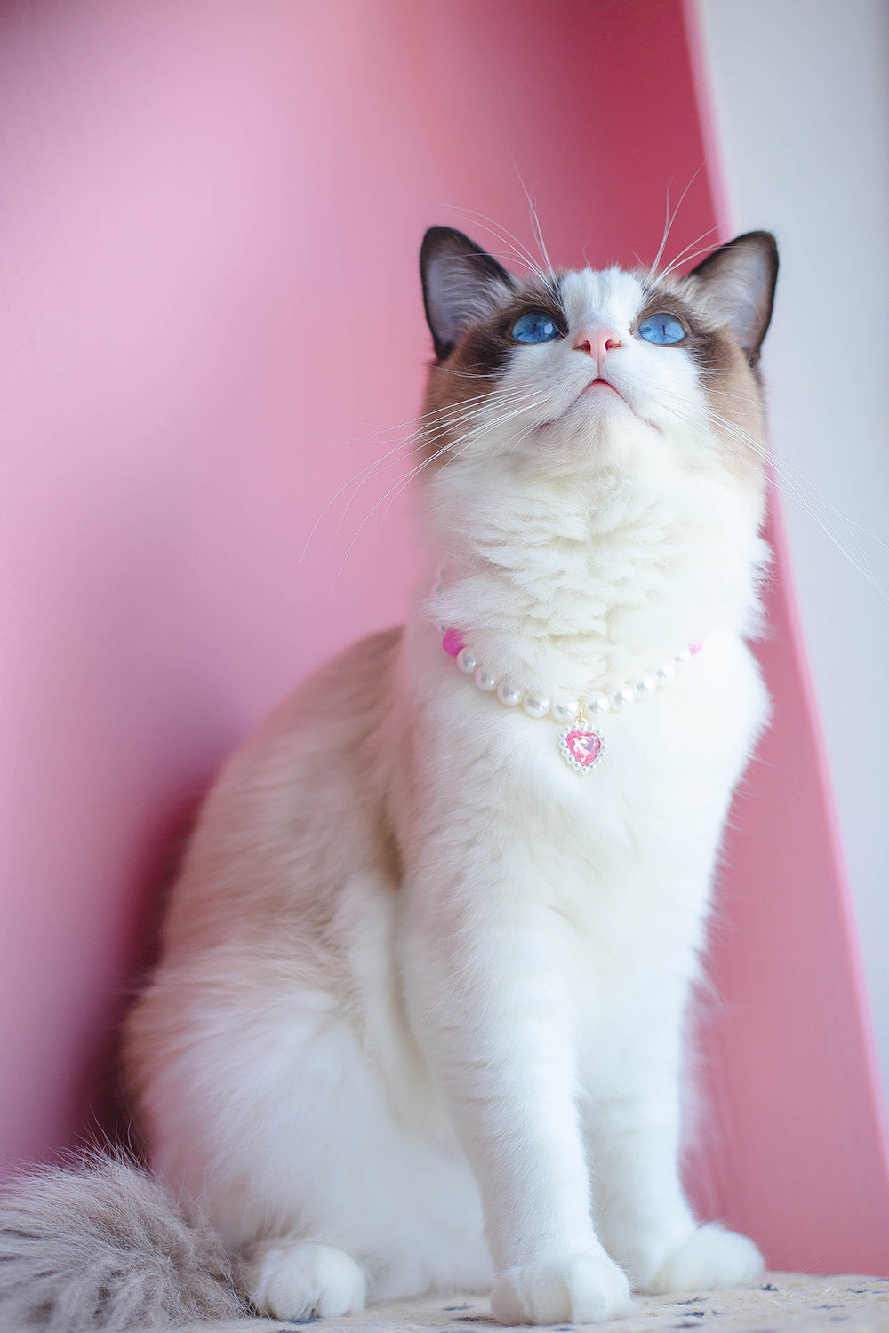 Pet Cat Beads Love Necklace Global swanky 2