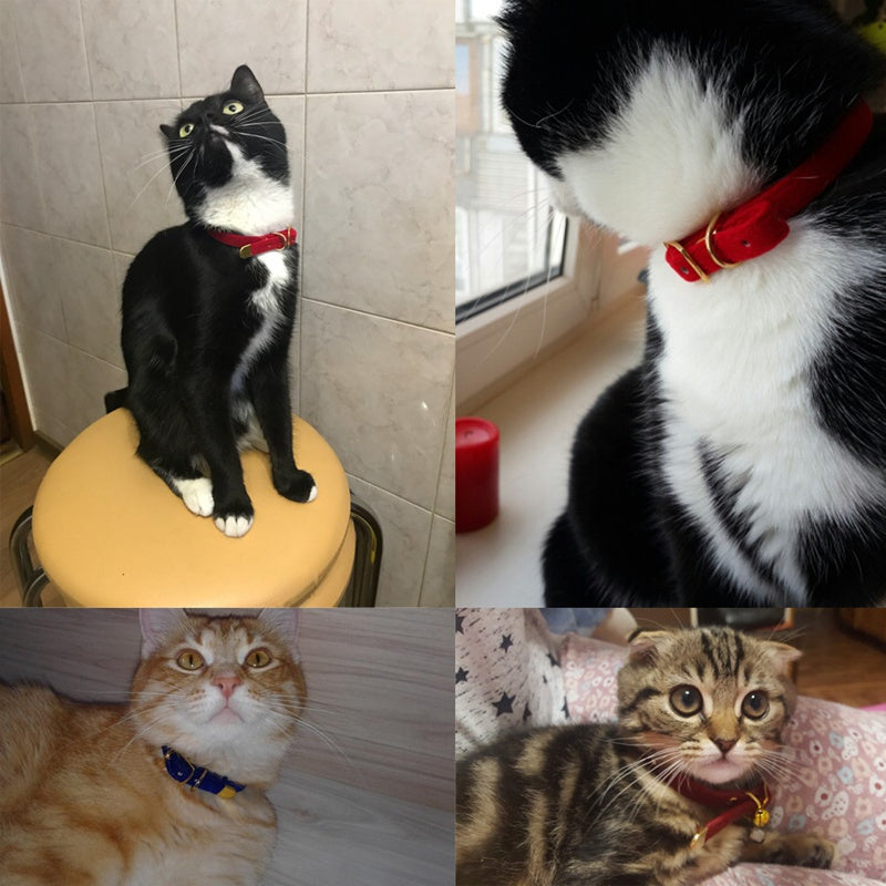 Pet supplies cat collar Global swanky 2