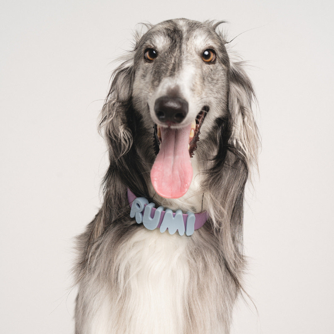Alphabet dog collar