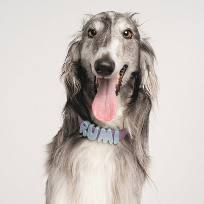 Alphabet dog collar