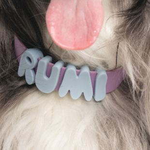 Alphabet dog collar