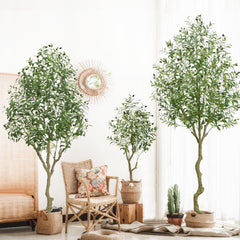 50cm Olive Tree