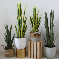 40cm Yellow