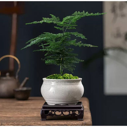 Asparagus Fern Potted Plant for Study and Office
