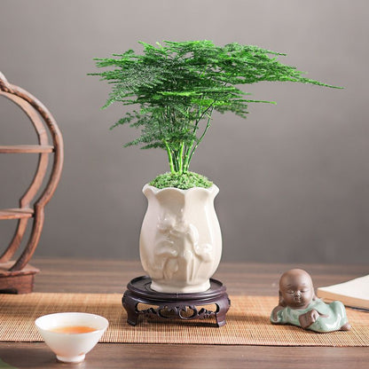 Asparagus Fern Potted Plant for Study and Office