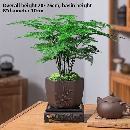 Asparagus Fern Potted Plant for Study and Office