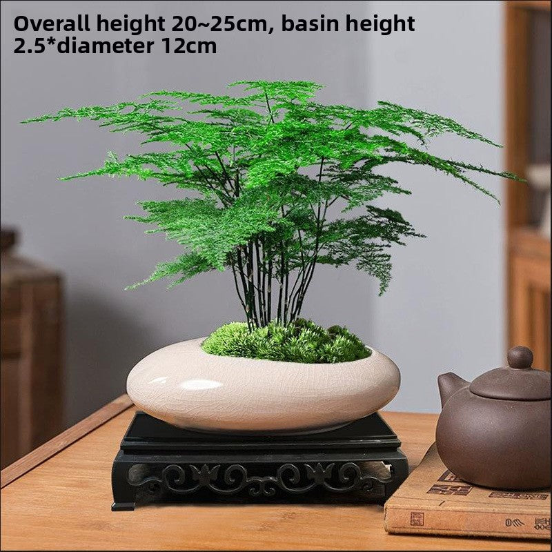 Asparagus Fern Potted Plant for Study and Office