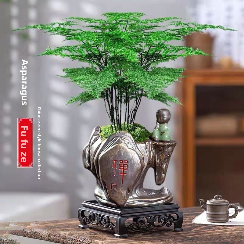 Asparagus Fern Potted Plant for Study and Office