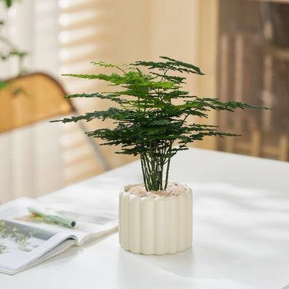 Asparagus Fern Potted Plant for Study and Office
