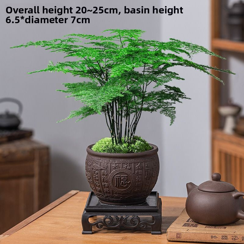 Asparagus Fern Potted Plant for Study and Office