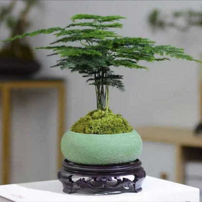 Asparagus Fern Potted Plant for Study and Office