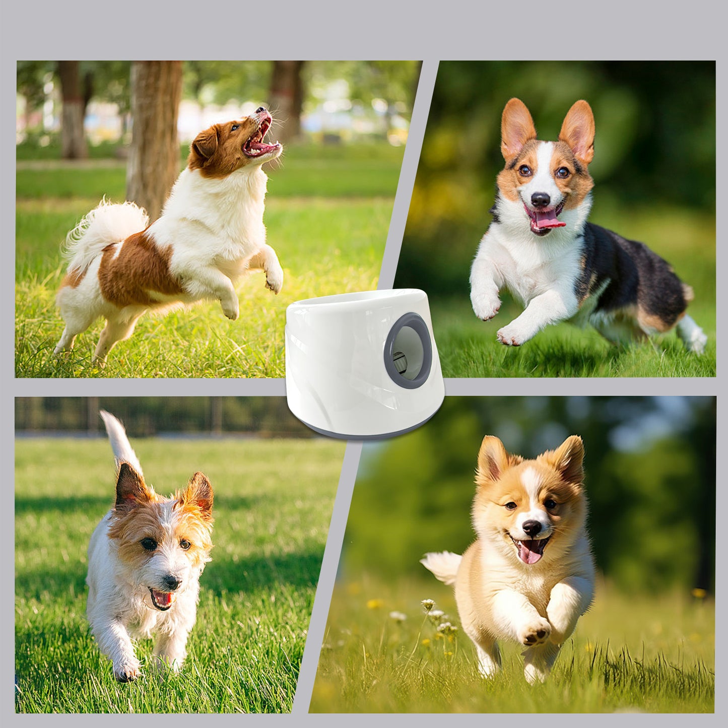Automatic Dog Ball Machine