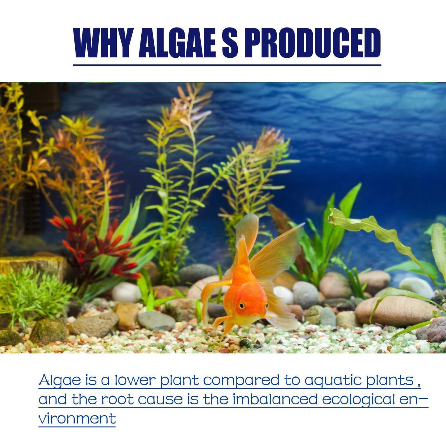 Buy Igbondigal Lichen Aquarium Algae Remover Cleaning Supply