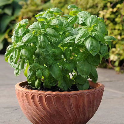 Basil Seeds