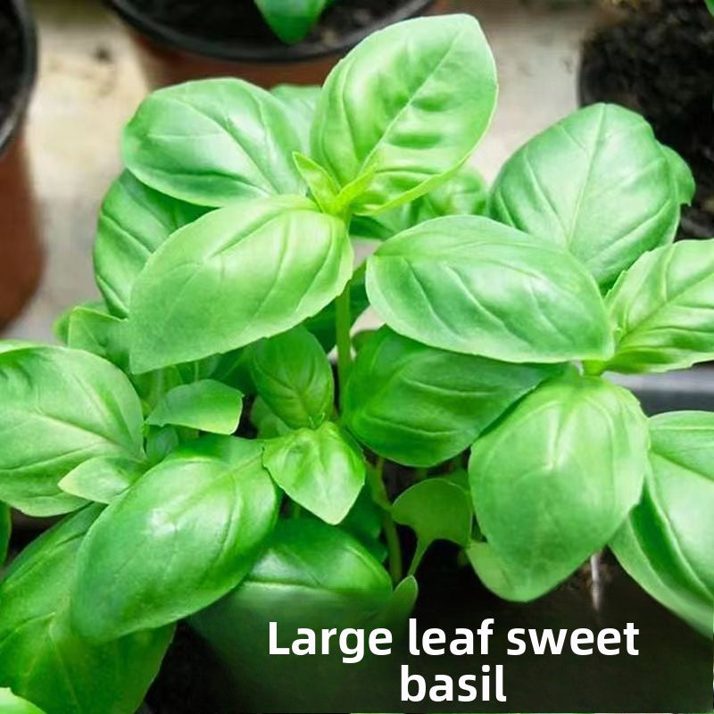Basil Seeds