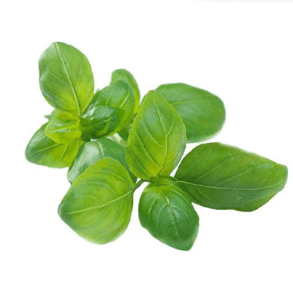 Basil Seeds