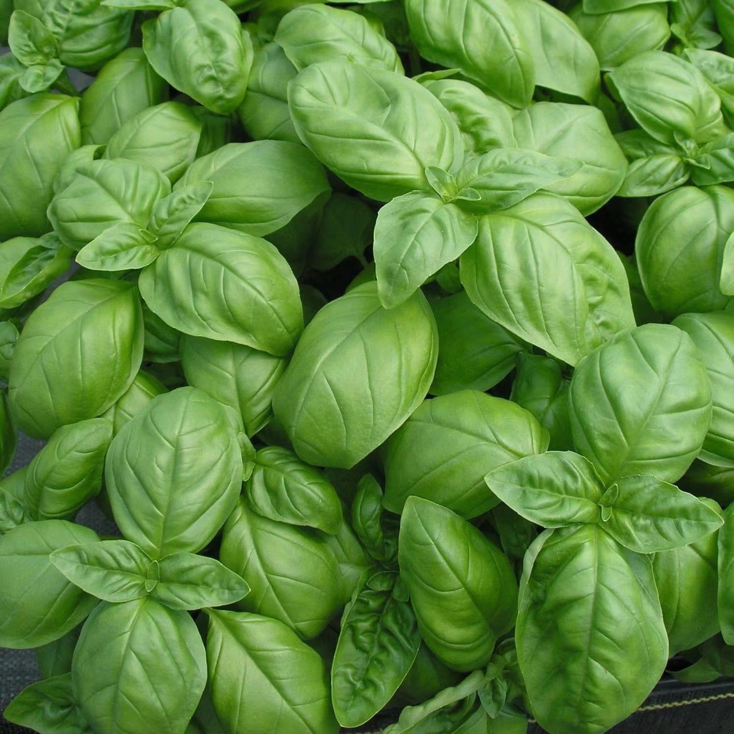 Basil Seeds