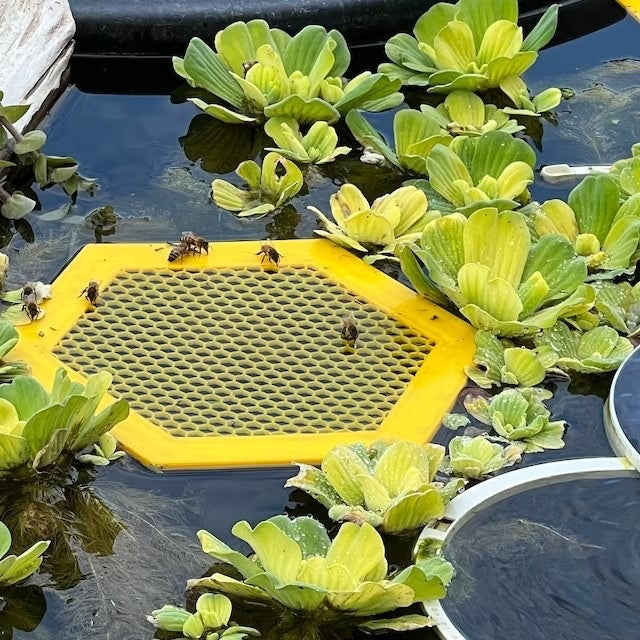 Bees' insect drinking dish hive