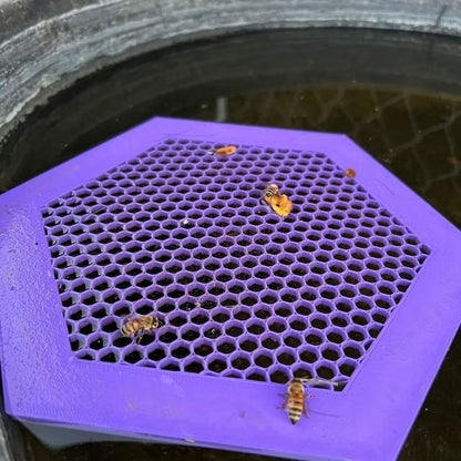 Bees' insect drinking dish hive