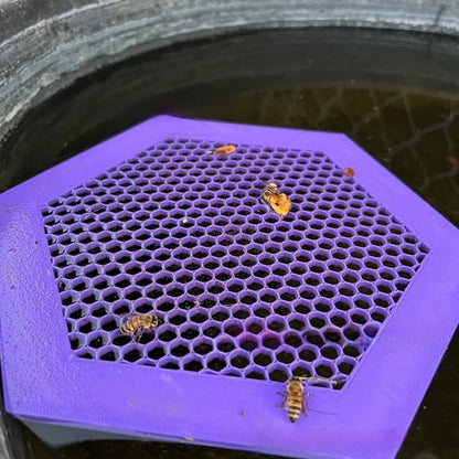 Bees' insect drinking dish hive