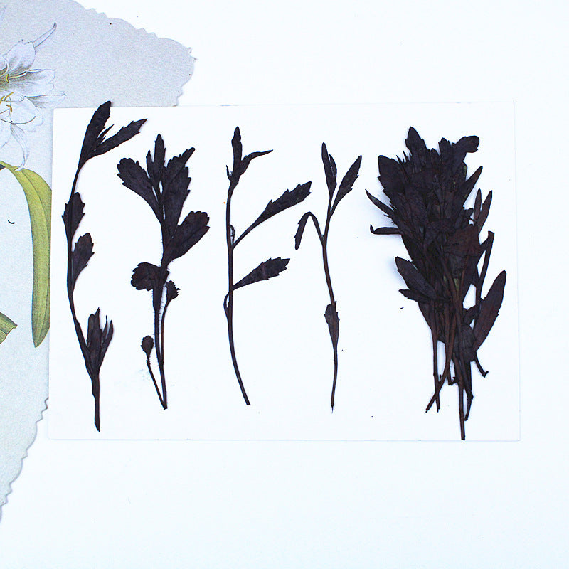 Black Dried Flowers DIY Craft Materials