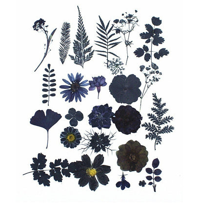 Black Dried Flowers DIY Craft Materials