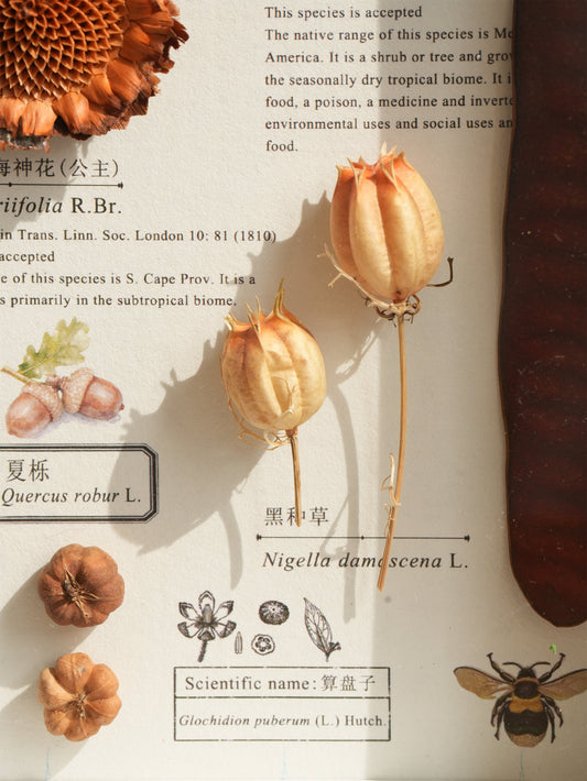 Botanical Specimen Photo Frame