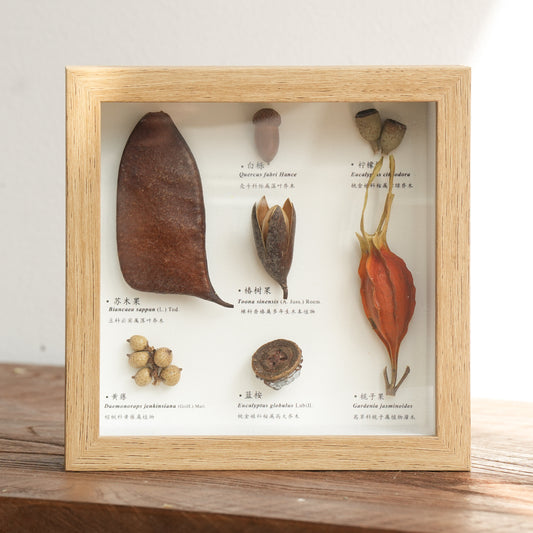 Botanical Specimen Photo Frame