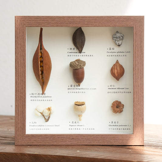 Botanical Specimen Photo Frame