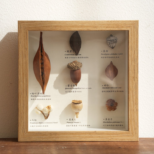 Botanical Specimen Photo Frame